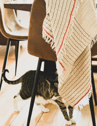 Cat walking on a wooden floor next to a chair with a textured blanket draped over it.